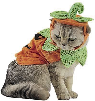 Pumpkin